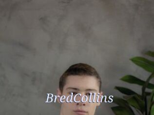 BredCollins