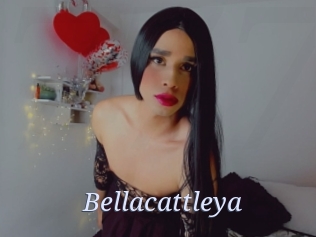 Bellacattleya