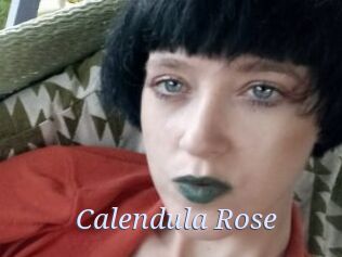 Calendula_Rose