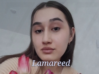 Lamareed