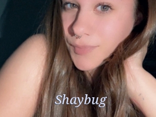 Shaybug